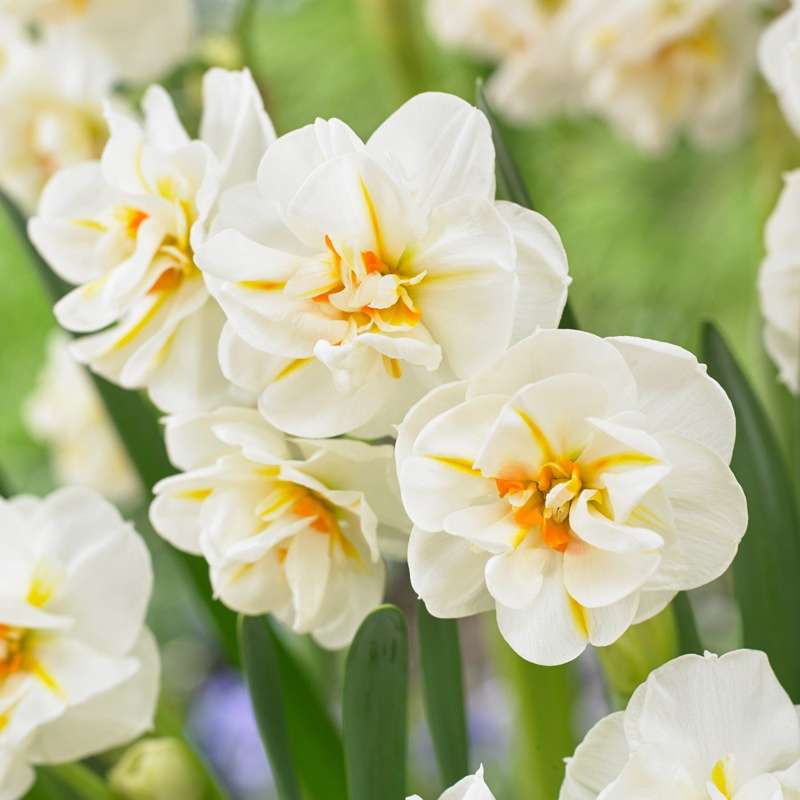 Narcissus 'Sir Winston Churchill'